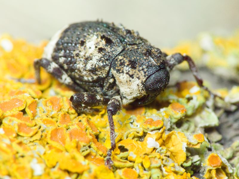 Cryptorhynchus (Cryptorhynchus) lapathi (Linnaeus, 1758)